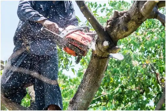 tree services Oak Grove